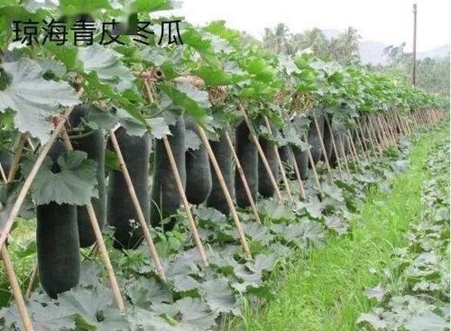 海南農產品地理標志登記保護再上新臺階