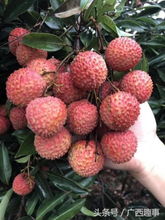 廣西欽州特產(chǎn)荔枝,細 脆 甜