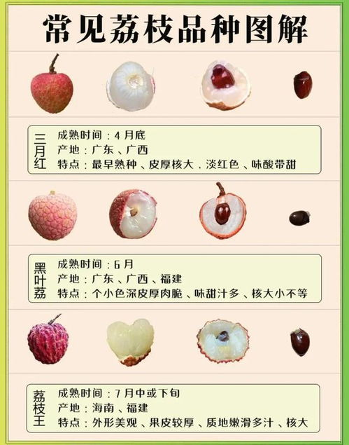 萬萬沒想到,荔枝有那么多品種