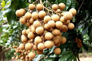 我為化州代言：無(wú)核荔枝，家鄉(xiāng)的甜蜜瑰寶