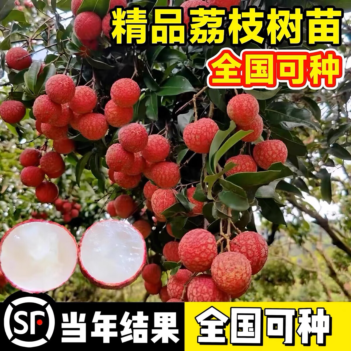無(wú)核荔枝 庭院種植的珍品與栽培要點(diǎn)