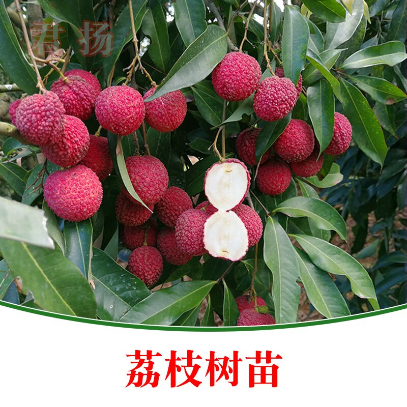 無(wú)核荔枝 從A4妃子笑到桂味糯米糍的品種探索