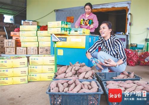 海南闊步新征程 澄邁農(nóng)旅融合，無(wú)核荔枝點(diǎn)亮美好生活