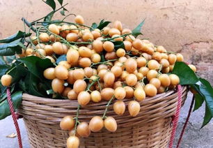 郁南無核荔枝 借灣區東風，揚特色品牌