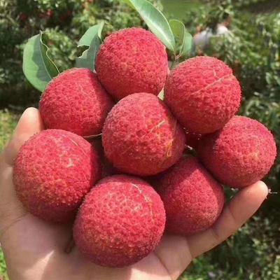 澄邁無核荔枝批發 海南?？谛阌^優質無核荔枝解析