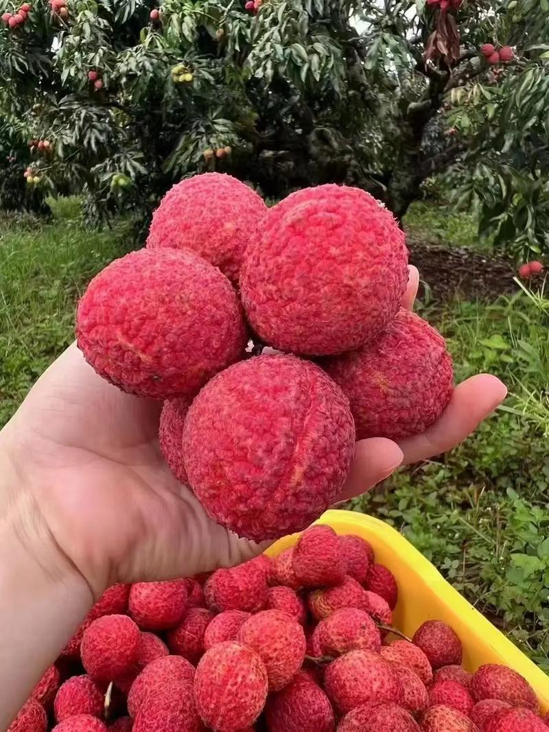 桂味荔枝與海口火山無核荔枝 品味海南的甜蜜珍品