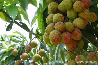 發(fā)現(xiàn)地標(biāo) 妃子笑荔枝與屏邊無核荔枝的傳奇故事