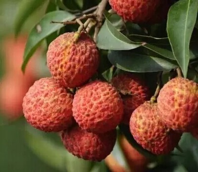 荔枝選購指南與十大熱門品種解析 無核荔枝亮點(diǎn)何在？