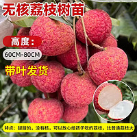 荔枝與櫻桃的夏日甜蜜養(yǎng)生大比拼