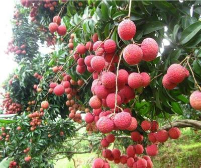 無核荔枝 靈山荔枝之鄉(xiāng)的珍貴樹苗