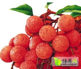 東莞荔枝踏上國家地理標(biāo)志產(chǎn)品申報之路 無核荔枝引領(lǐng)品質(zhì)升級