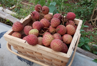 中國五省荔枝香，無核新寵領風騷